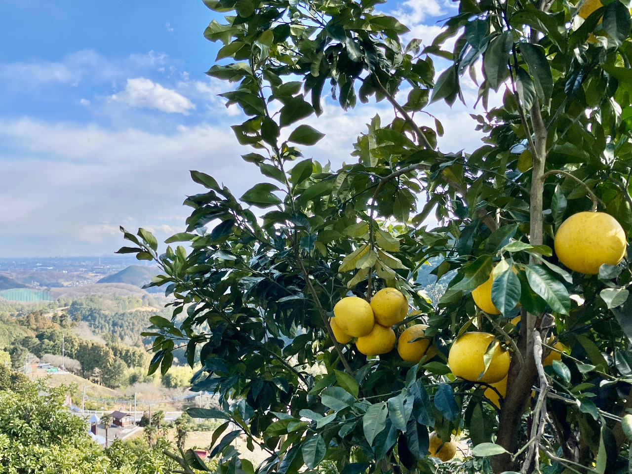 樹上完熟『グレープフルーツ』