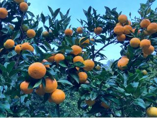 都心から家族やカップルと! 車で90分のドライブ