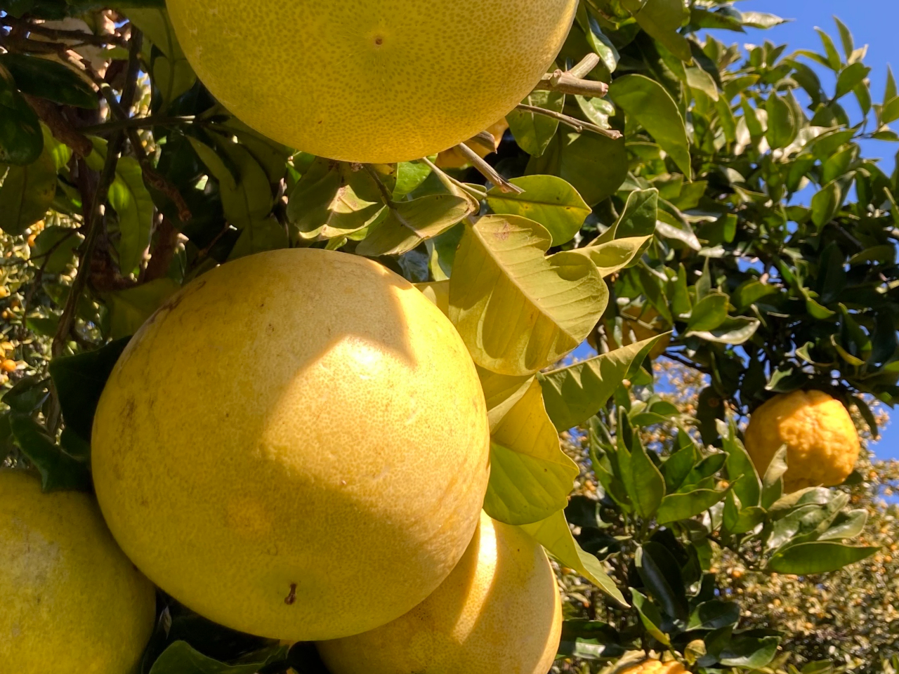 ���k�ނ̉��l�w�o���y�C���x�B�V���L�V���L�H���Ə�i�Ȗ��킢�A���肪����