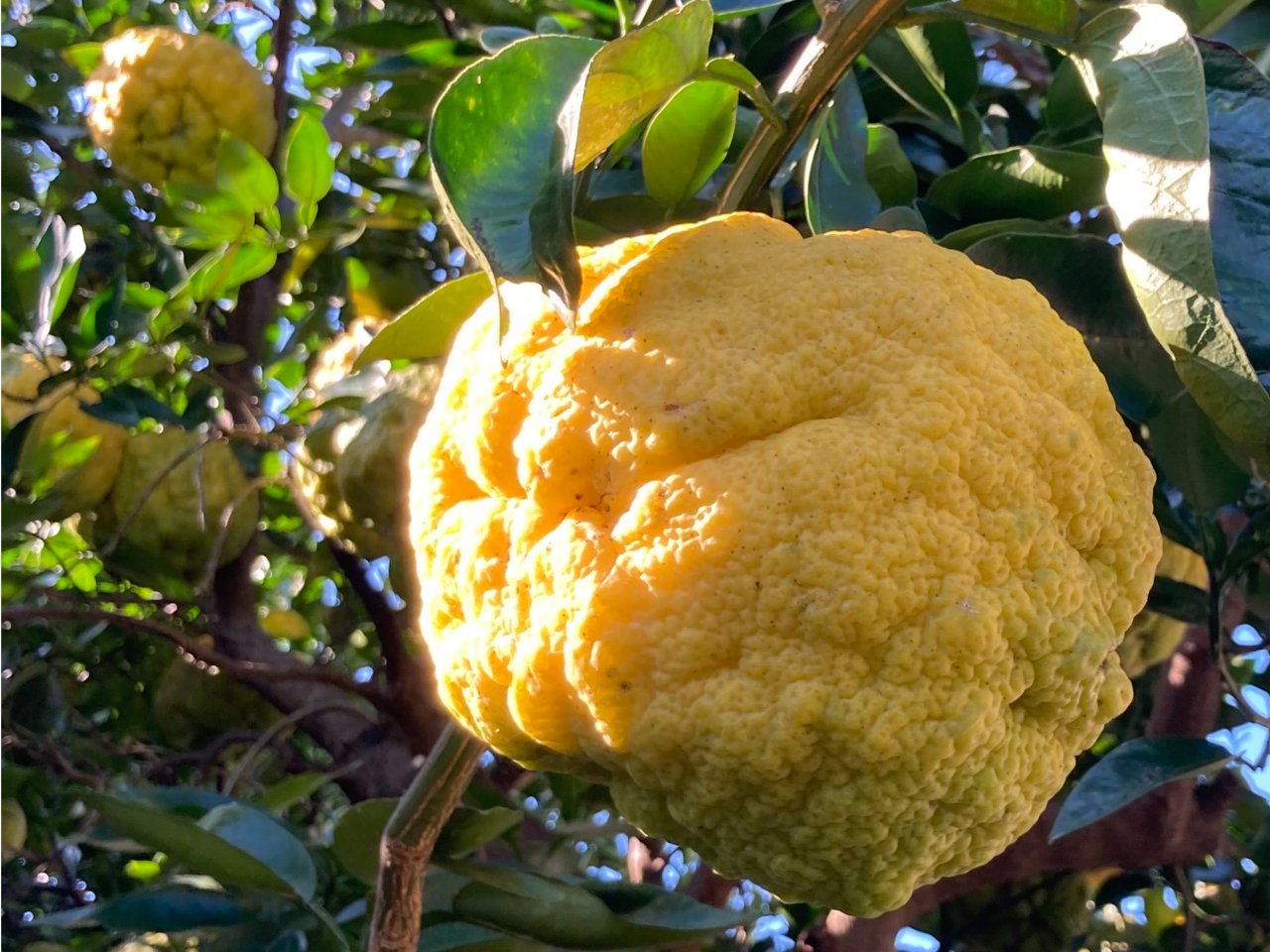 �����C�`�̋��ʁw�S�䂸�x�B���肪�悭�A�}�[�}���[�h�⊹�k�s�[���ɍō�