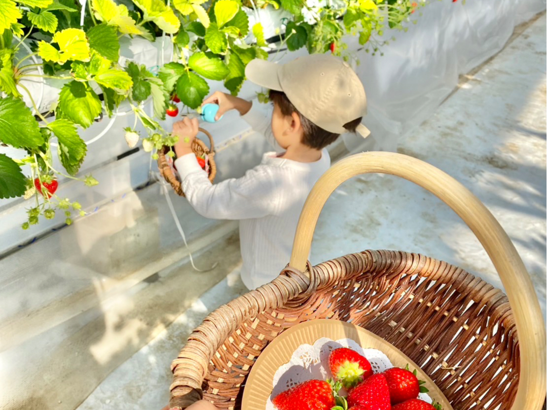 横浜戸塚】神奈川県初のハンギングいちご狩り♪最大11品種45分食べ比べ
