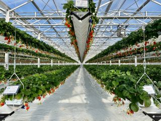 可動式のハンギングガターで栽培本数は2万本以上、 床には支柱などなく車いすやベビーカーなどが通りやすいバリアフリーな構造です。