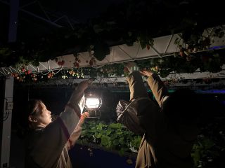吊り下げ栽培で好評のイチゴス横浜で、夜のいちご狩りを体験してみては?ランタン片手に完熟いちごを探そう。