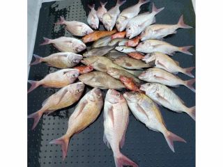 タイラバ&スーパーライトジギングでの釣果です。