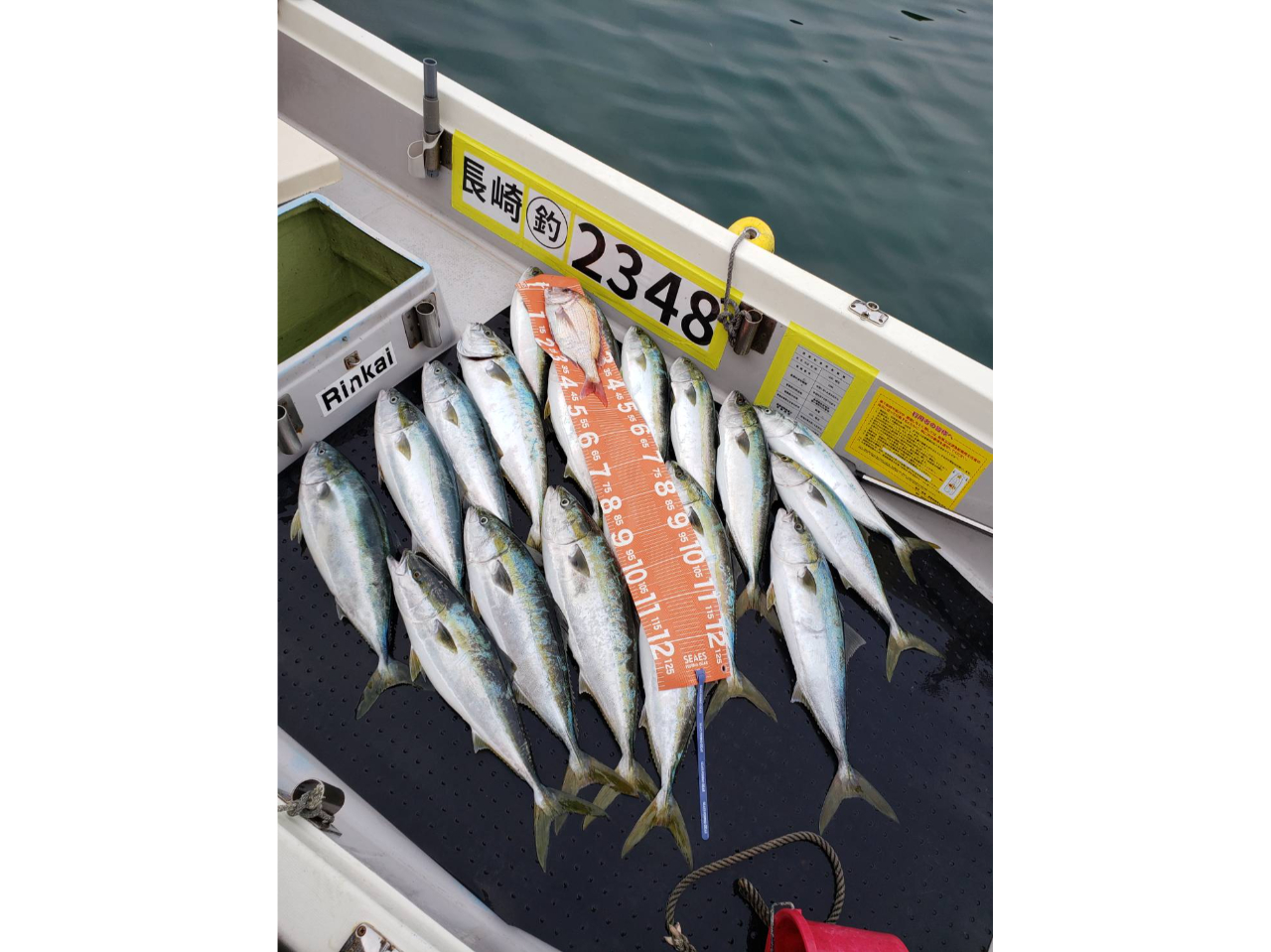 ���C�g�W�M���O&�W�M���O�ł̒މʂł��B