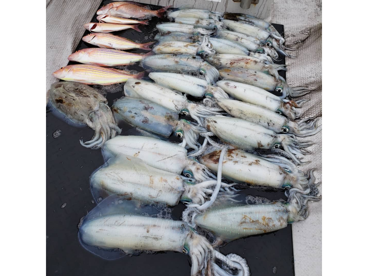 �e�B�b�v����&�^�C���o�ł̒މʂł��B