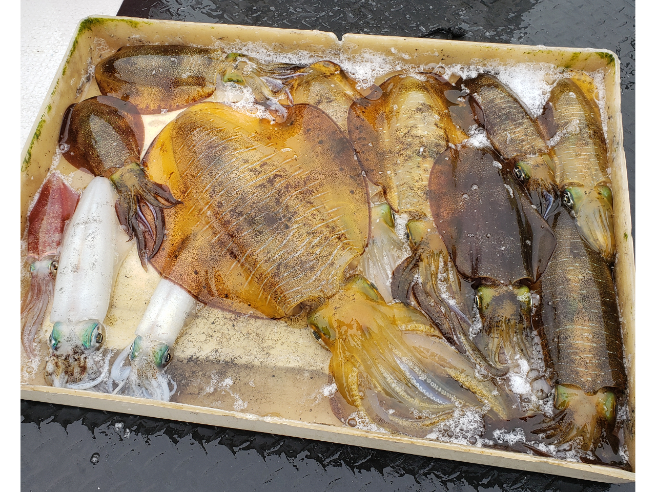 �e�B�b�v�����ł̒މʂł��B