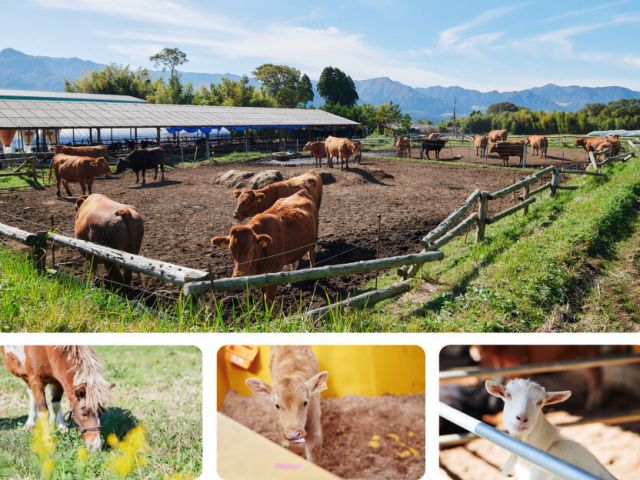 110頭の親子の牛ものびのび過ごしています〜!