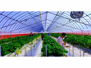 〇高設プランター式なので汚れず立ったまま、いちご狩りが出来ます。