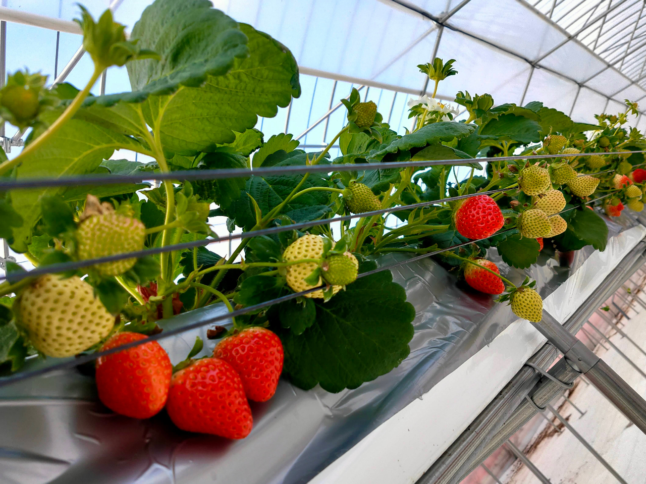 ZC`S邽ߐϋɓIɍŐV͔̍|ZpAIOT̊pi߂Ă܂B