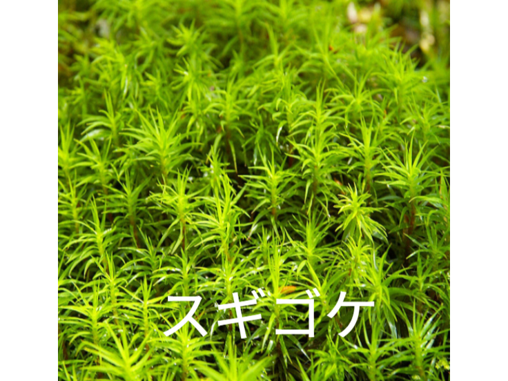 �X�M�S�P ���[�N�V���b�v�Ŏg�p����ۂ̂ЂƂB���炩�ȗ΂������ȐX�̌i�F������܂��B