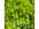 スギゴケ ワークショップで使用する苔のひとつ。やわらかな緑が小さな森の景色をつくります。