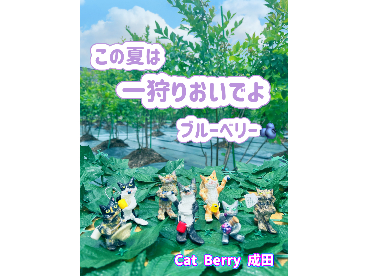 成田・ブルーベリー狩り【30分食べ放題&摘んでね400g】お一人様、猫好き歓迎!