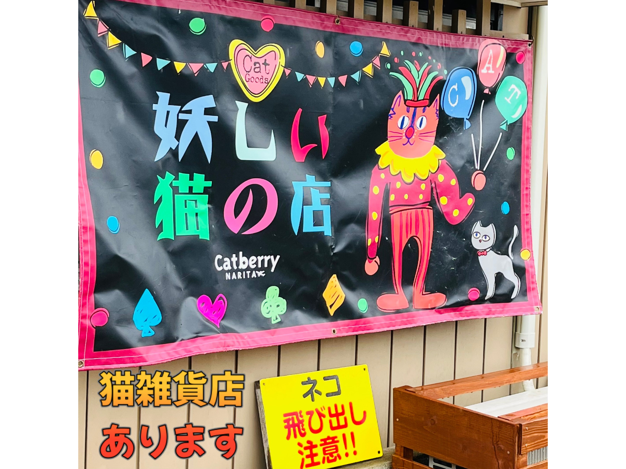 成田・ブルーベリー狩り／【30分食べ放題＆摘んでね300gプラン】猫