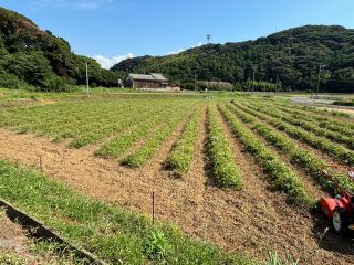 糸島志摩桜井に広がる山間部にあるサツマイモ畑!!