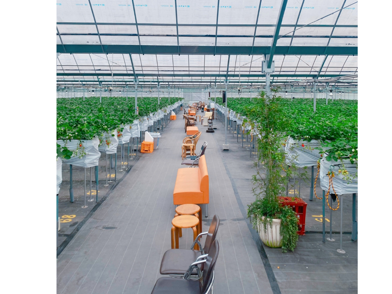 ベビーカーや車椅子も入れます。椅子に座ってのんびりいちごを食べる事が出来ます。