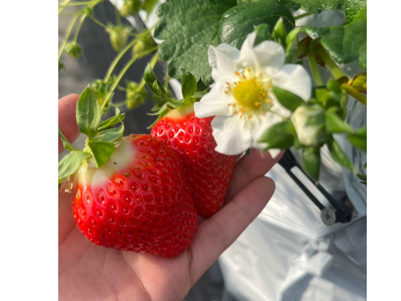 いちごの大きさは様々。大粒、小粒たくさん食べて下さいね。