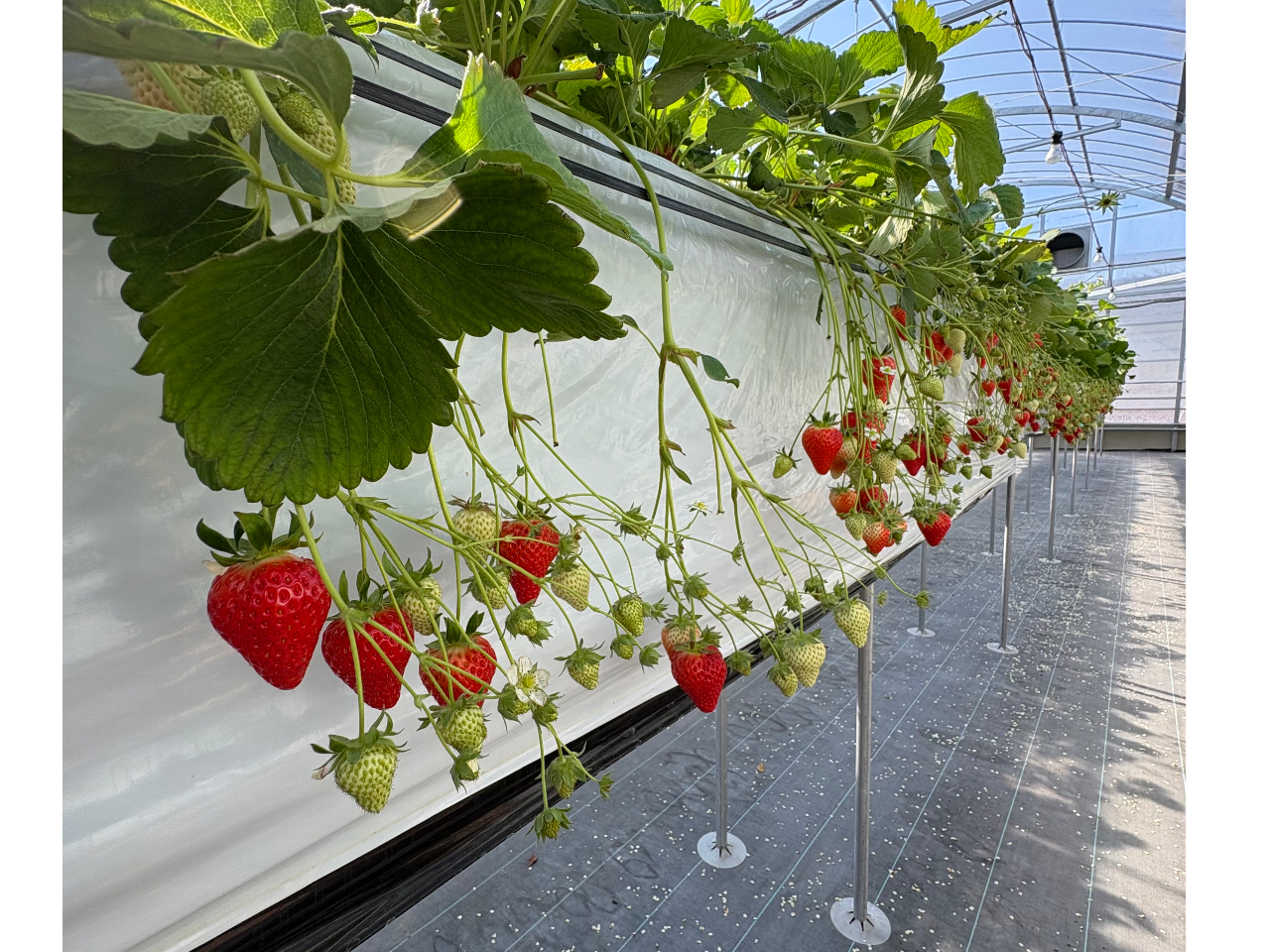 4�����{����̓n�E�X�����g�����̂Ŕ����ł��z��������