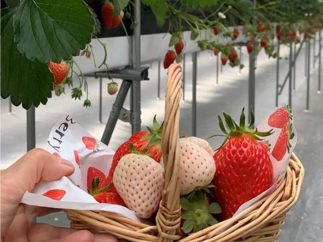 ���V�[�Y���͍ő�14�i��̐H�ה�ׁ����͂�����񌩂��ڂ��قȂ�l�X�Ȃ�������H�ו���ŐS�s���܂Ŗ��i���������I
