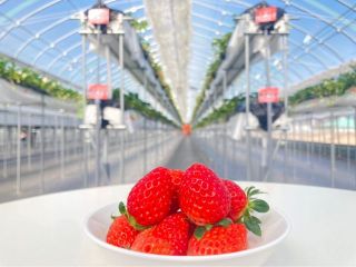 いちご狩り&三井竜王アウトレットの日帰り旅行に行くならココ♪竜王ICから車2分&アウトレット徒歩圏のいちご園!最大14品種食べ比べ&練乳・チョコソースかけ放題♪