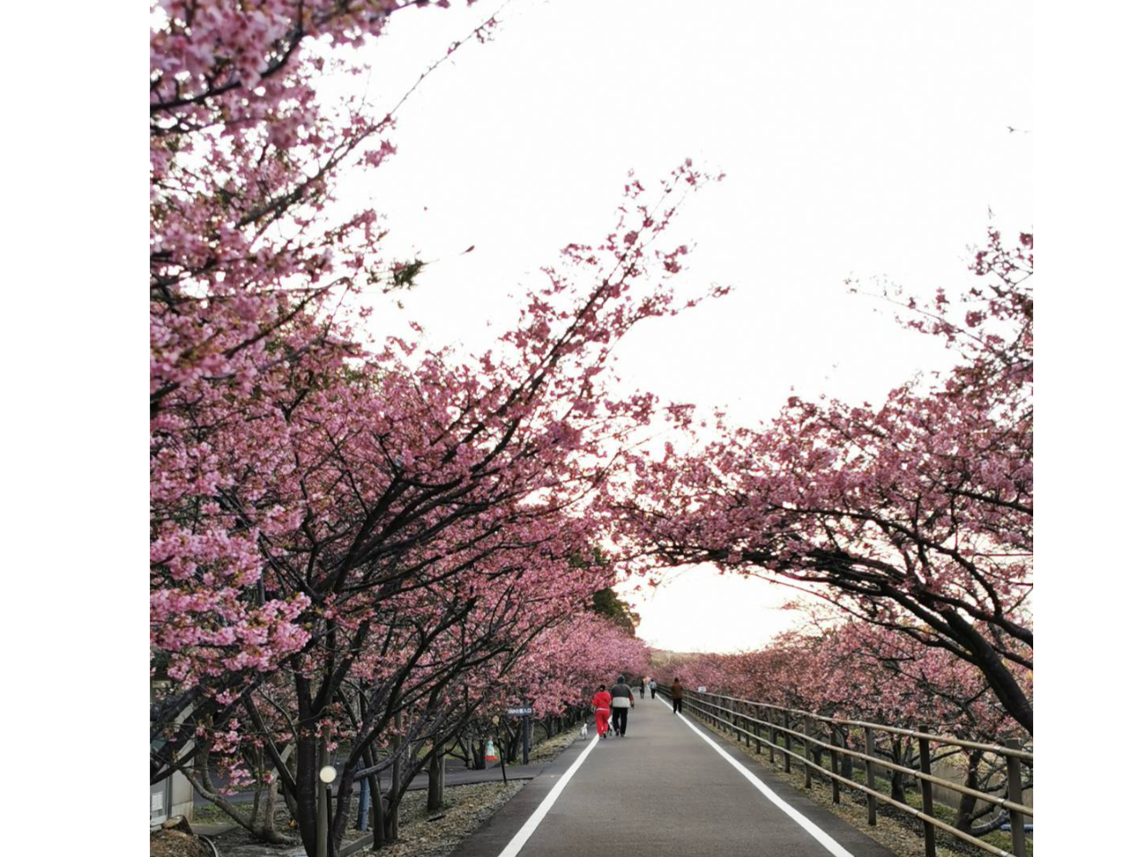 UOO؁BÉœ[̌O2㔼ɍ炫o܂Bӂ͖{ɐlȂIILvTCgk5bII