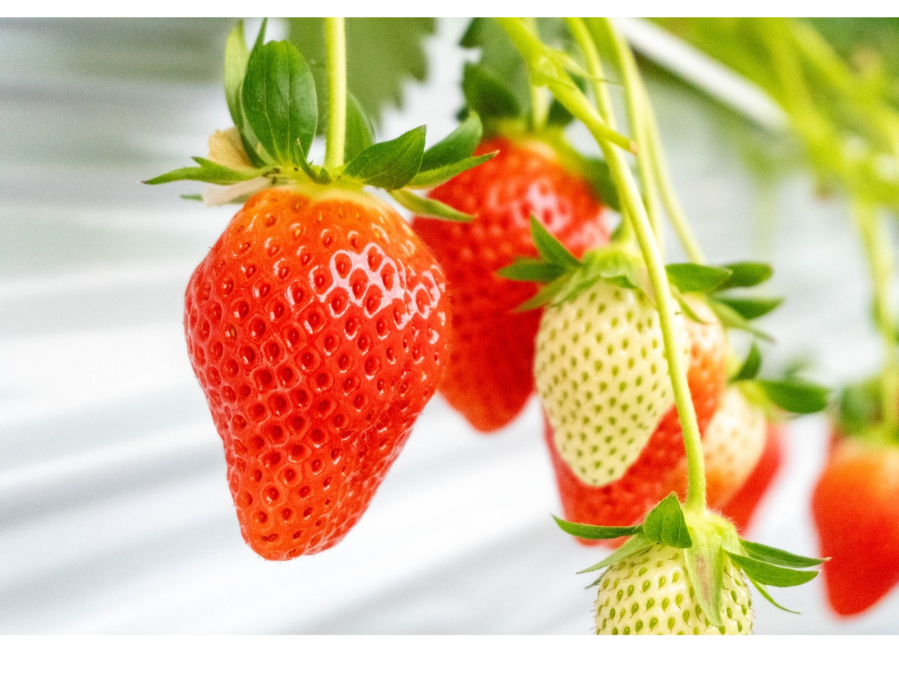 �͕P�A�g�ق��؁A��悢�P