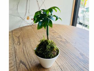 「開運苔玉」で運気をアップ!土や水苔を使わないお手入れ簡単!ここでしか作れない花道草の完全オリジナル品です。