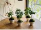 使用する観葉植物は、運気が上がるとされる観葉植物です。時期により、種類が変わります。