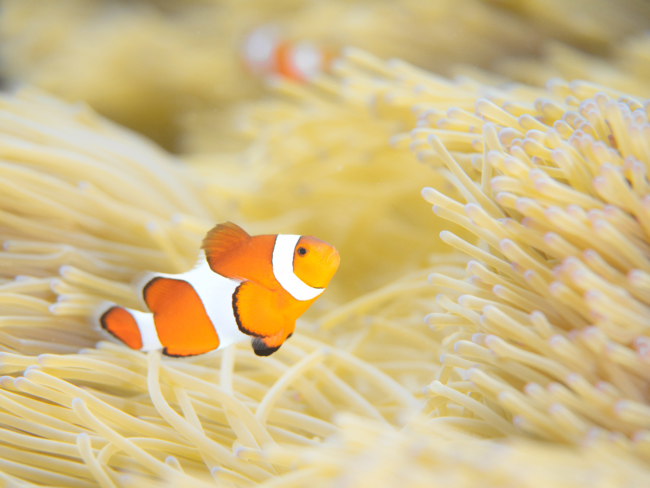 海のアイドルカクレクマノミの「ニモ」も見られるよ!