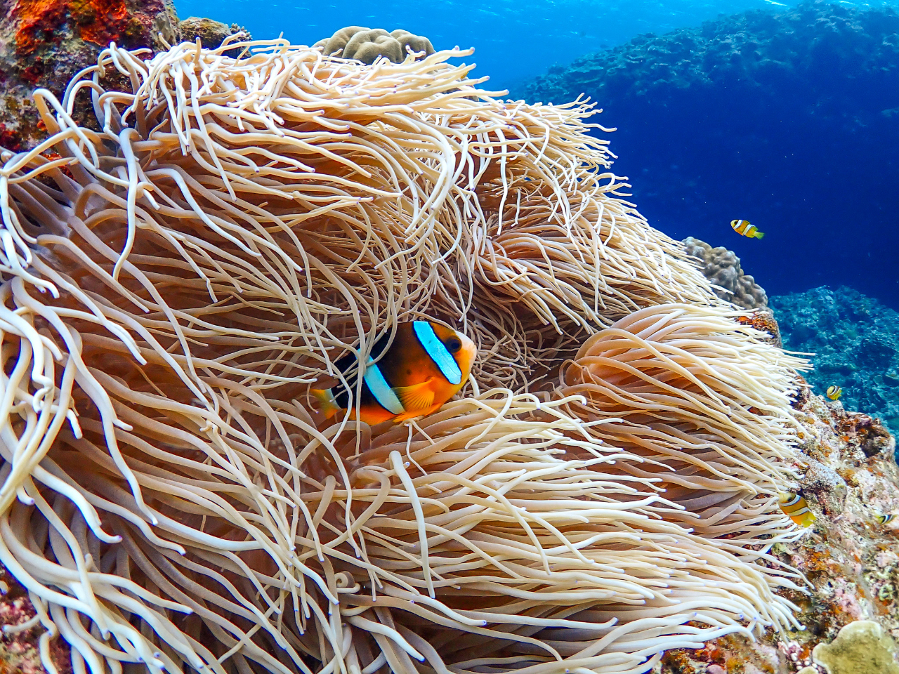 ビーチ内にはニモの仲間が4種類も!