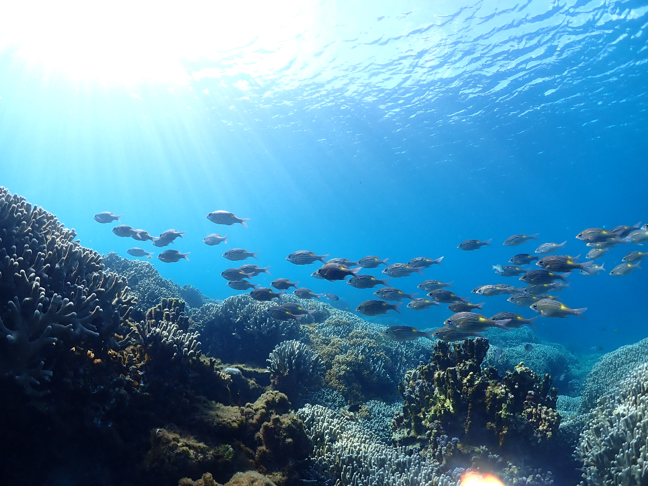 {ÓNo.1r[`͑喞ԈႢȂI