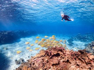 ビーチの中で綺麗な熱帯魚の群れが!