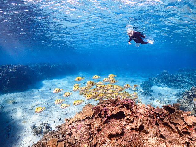 ビーチの中で綺麗な熱帯魚の群れが!