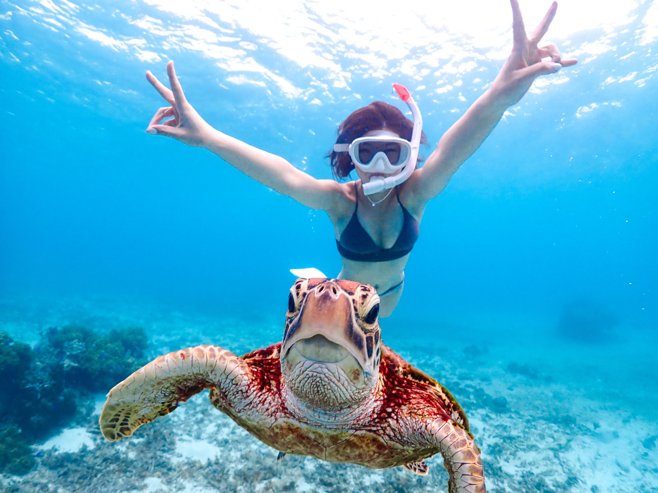 潜ってウミガメに近づいてみよう!
