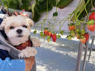 いちご狩り風景