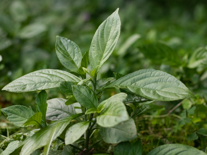 炪ÃLclm}SȃELEACłB