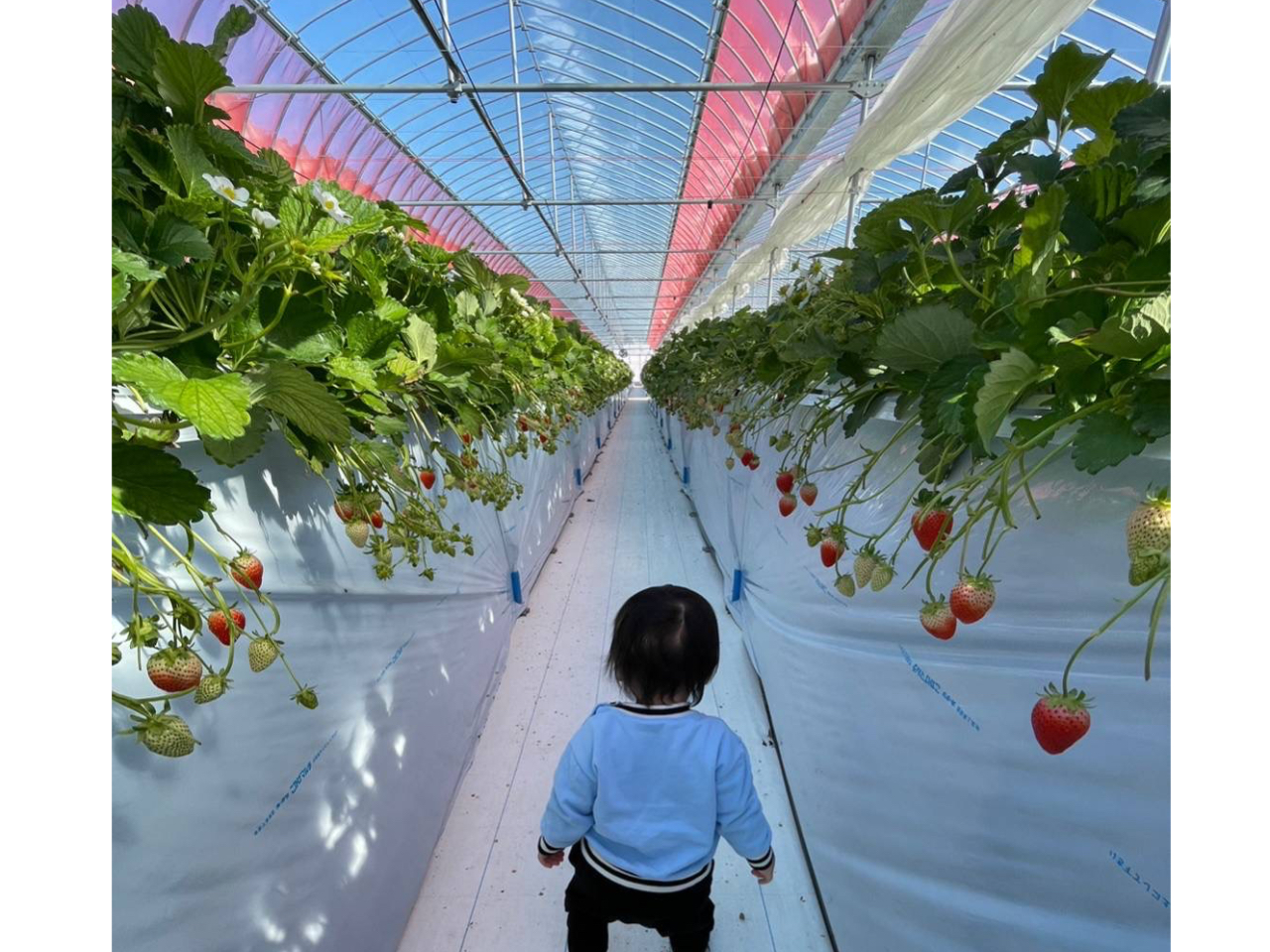 �t�@�~���[�ł����ЁI