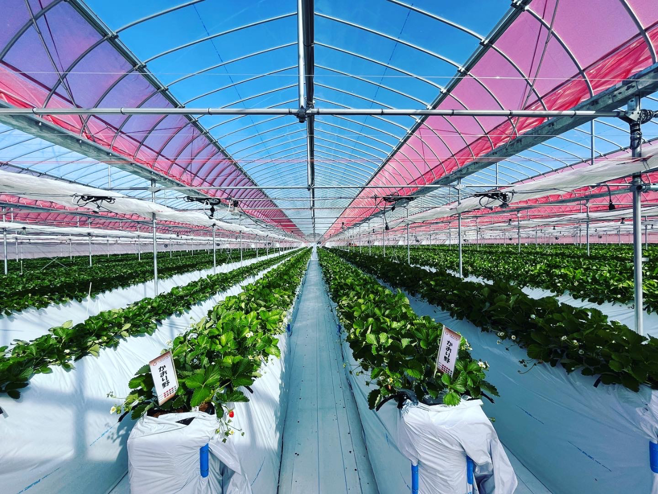 広々ハウスに6品種(紅ほっぺ・かおり野・スターナイト・よつぼし・おいCベリー・ベリーポップすず)栽培中!!