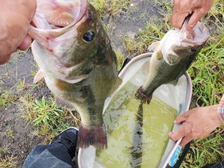 ボートに乗らずに車で河口湖の周囲をまわりながら、各ポイントを攻略します。岸からの釣りは、安定した足場のため、魚に警戒心を与えずに釣りができます。