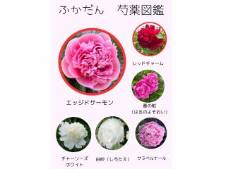 八尾町深谷の芍薬図鑑。迫力のあるエッジドサーモンやレッドチャームなどが咲いています。