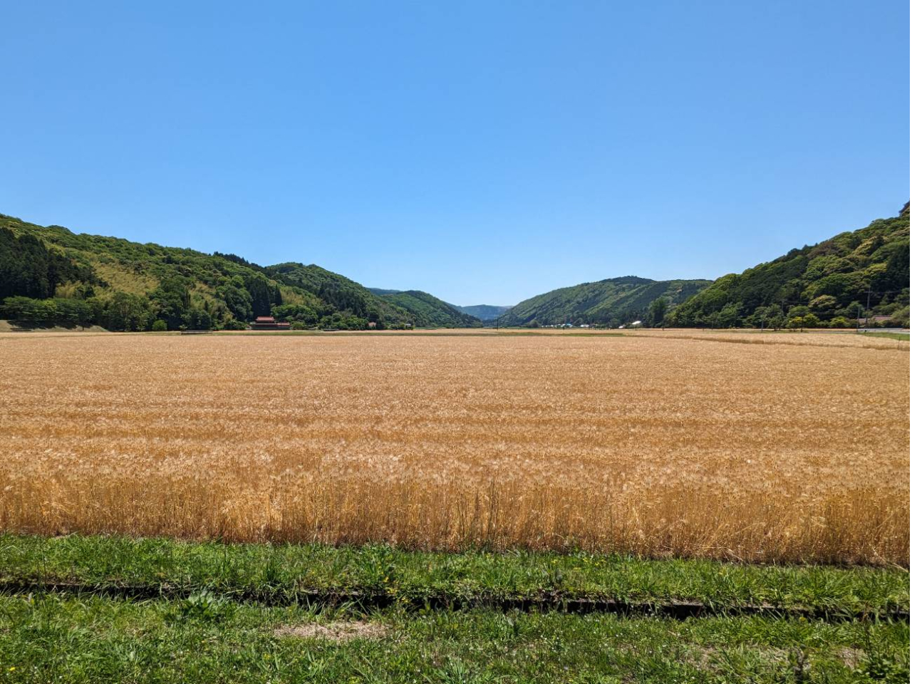 5月下旬の青景の麦畑