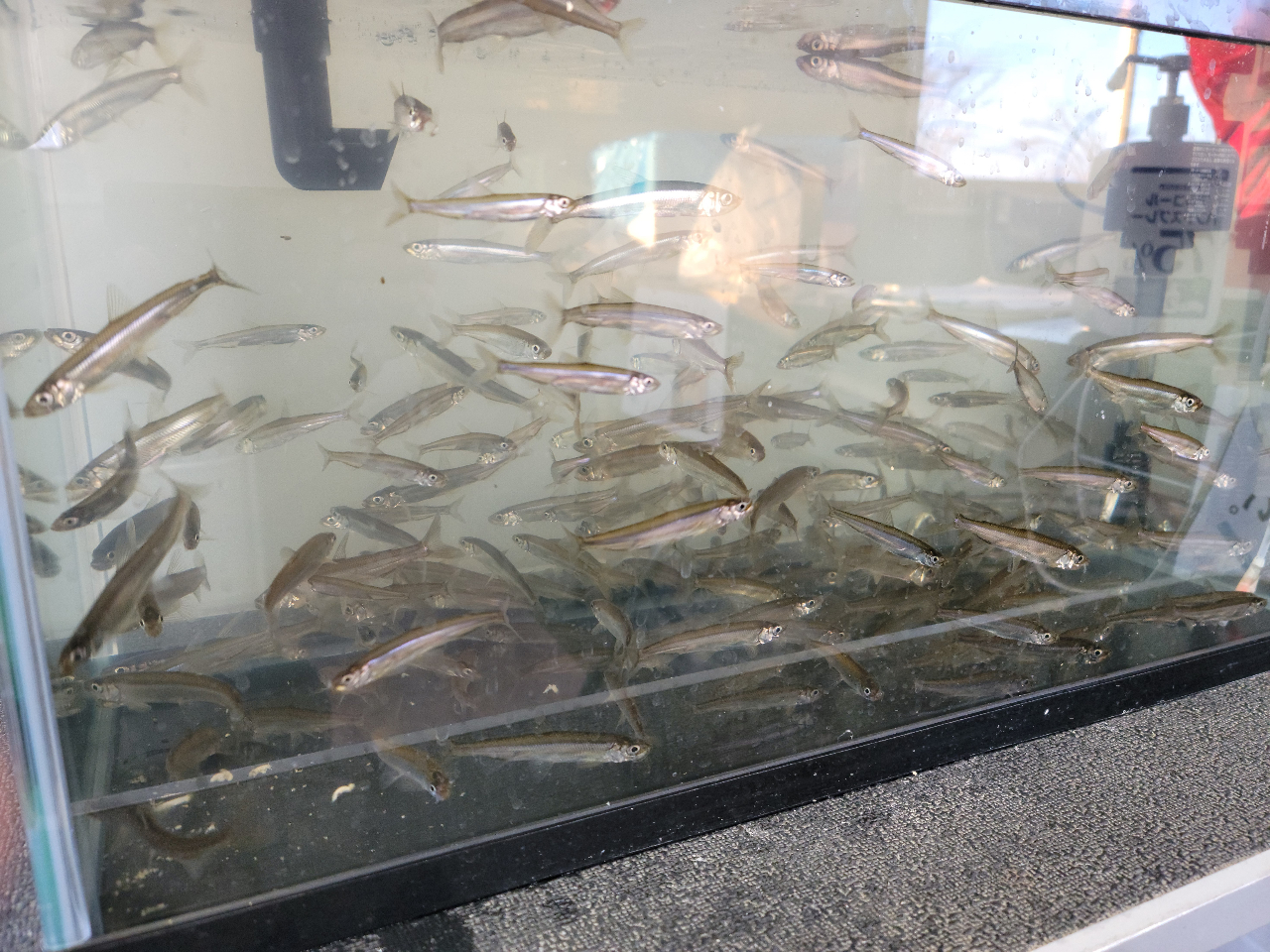 施設内で育てているわかさぎたち