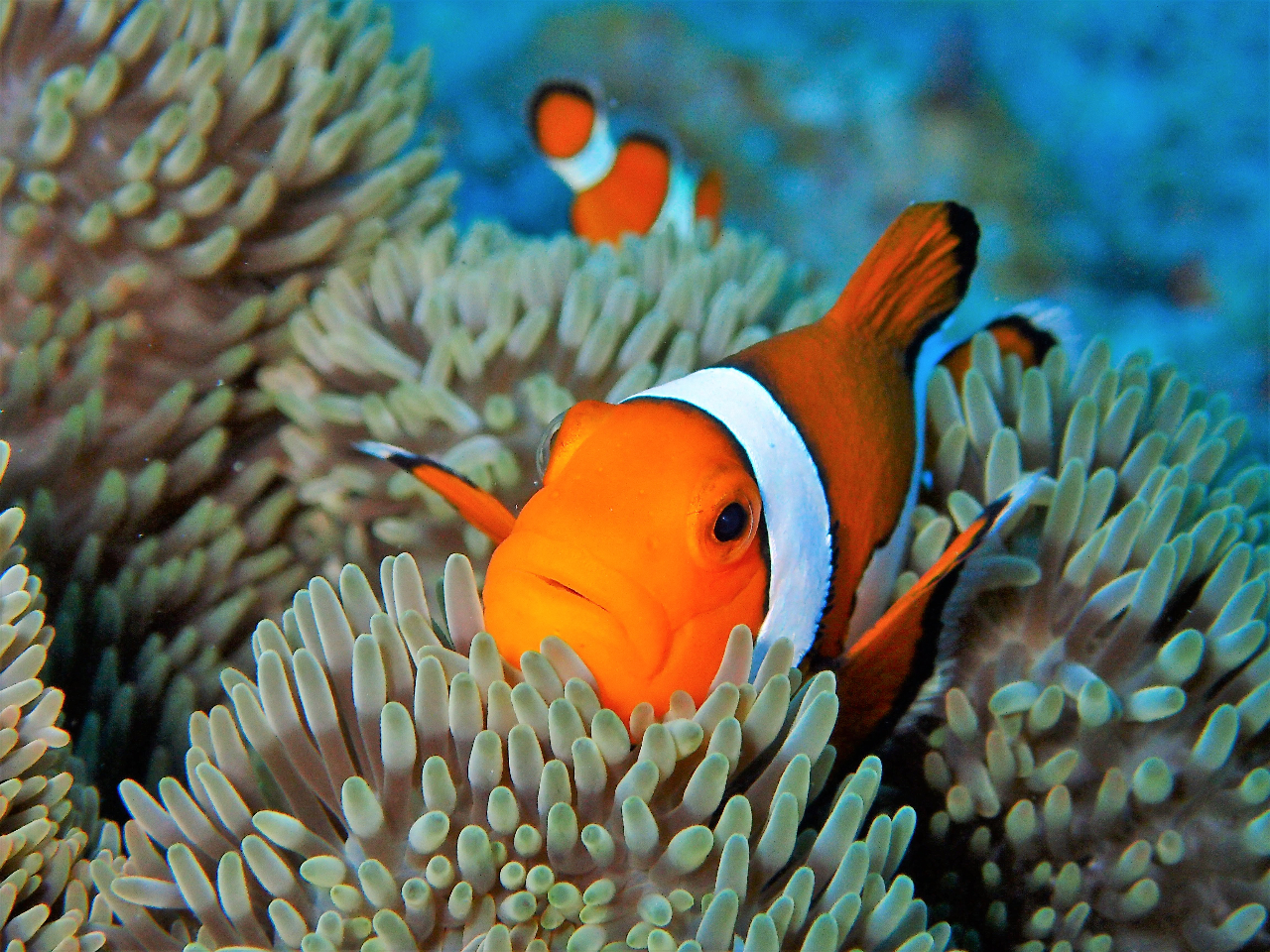 yΊ_EzSҊ}I̓㗤̌_CrO - ߌ͊όɍœKIyރ^ʐ^f[^z