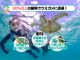 石垣島のクリアな海でウミガメとのシュノーケリング体験!自然の中の極上の時間