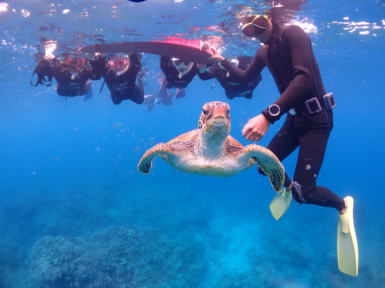 yΊ_E7ԁzSҐIv~AVm[PǑ - ΐʌ΂̃TSIE~KI̓ґɖiI