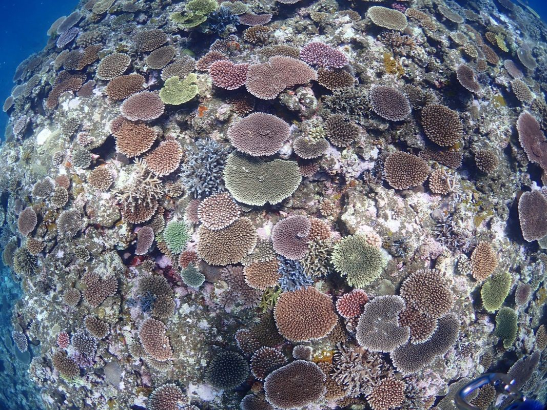 Ί_E7ԁzSҐI_CrOVm[PO͖ڃR{ - ̓TE~Kƈꏏɉjō̑̌I 