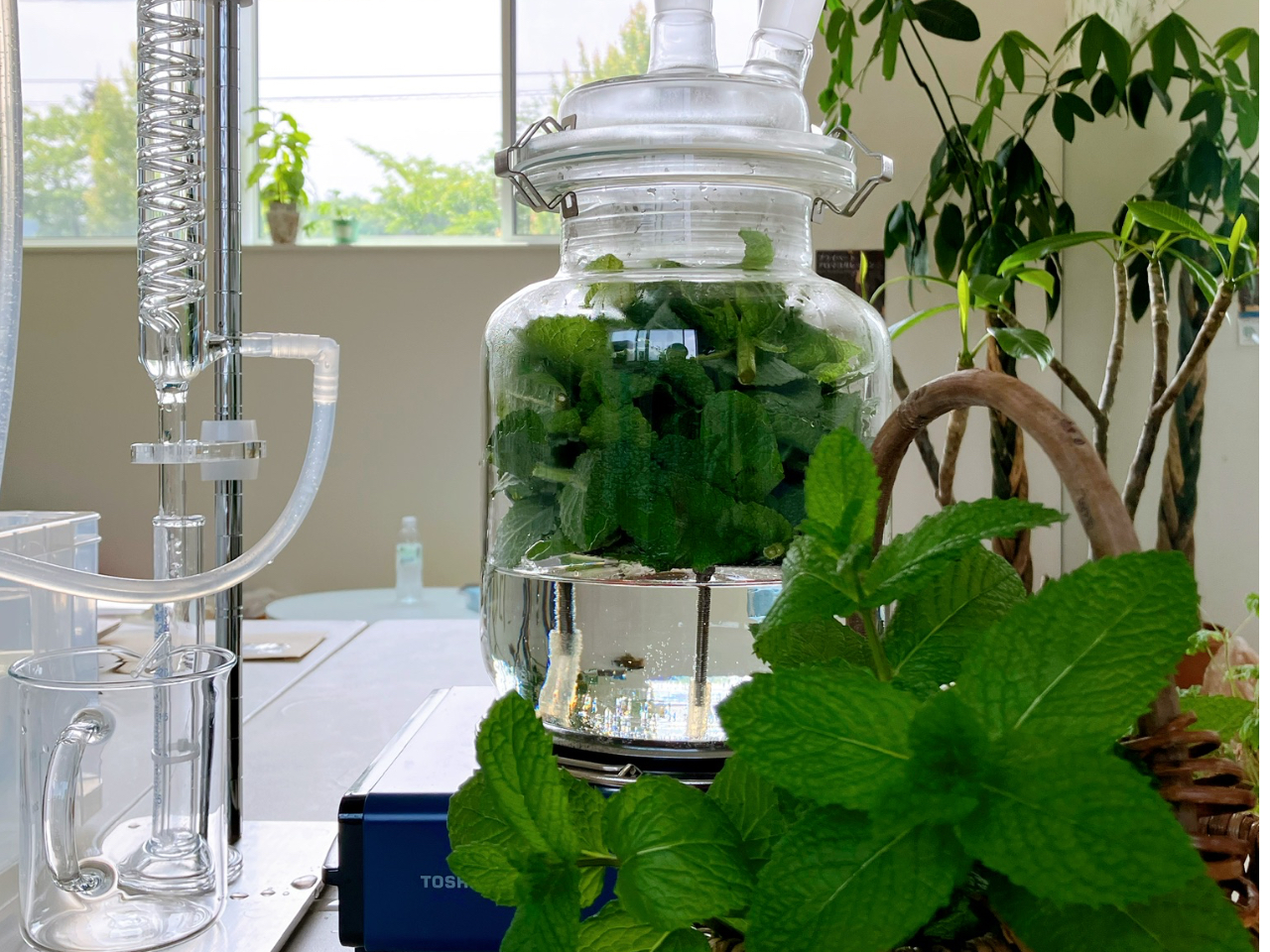 旬の植物を水蒸気蒸留して、蒸留水と精油を抽出し、お好みのスプレーやスキンケアなど作ることが出来ます。\3500(税込)