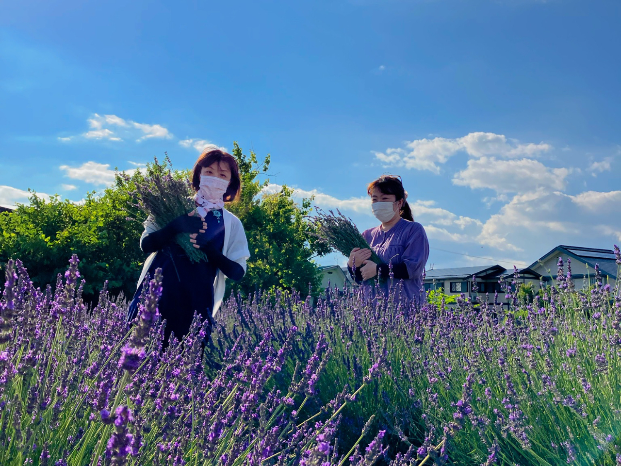 *シーズン有り*あろまの森ラベンダー畑にてラベンダー摘み取り体験。クラフト体験。蒸留体験など如何ですか?