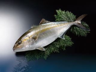 須崎の野見湾で育った須崎のブランド勘八です。