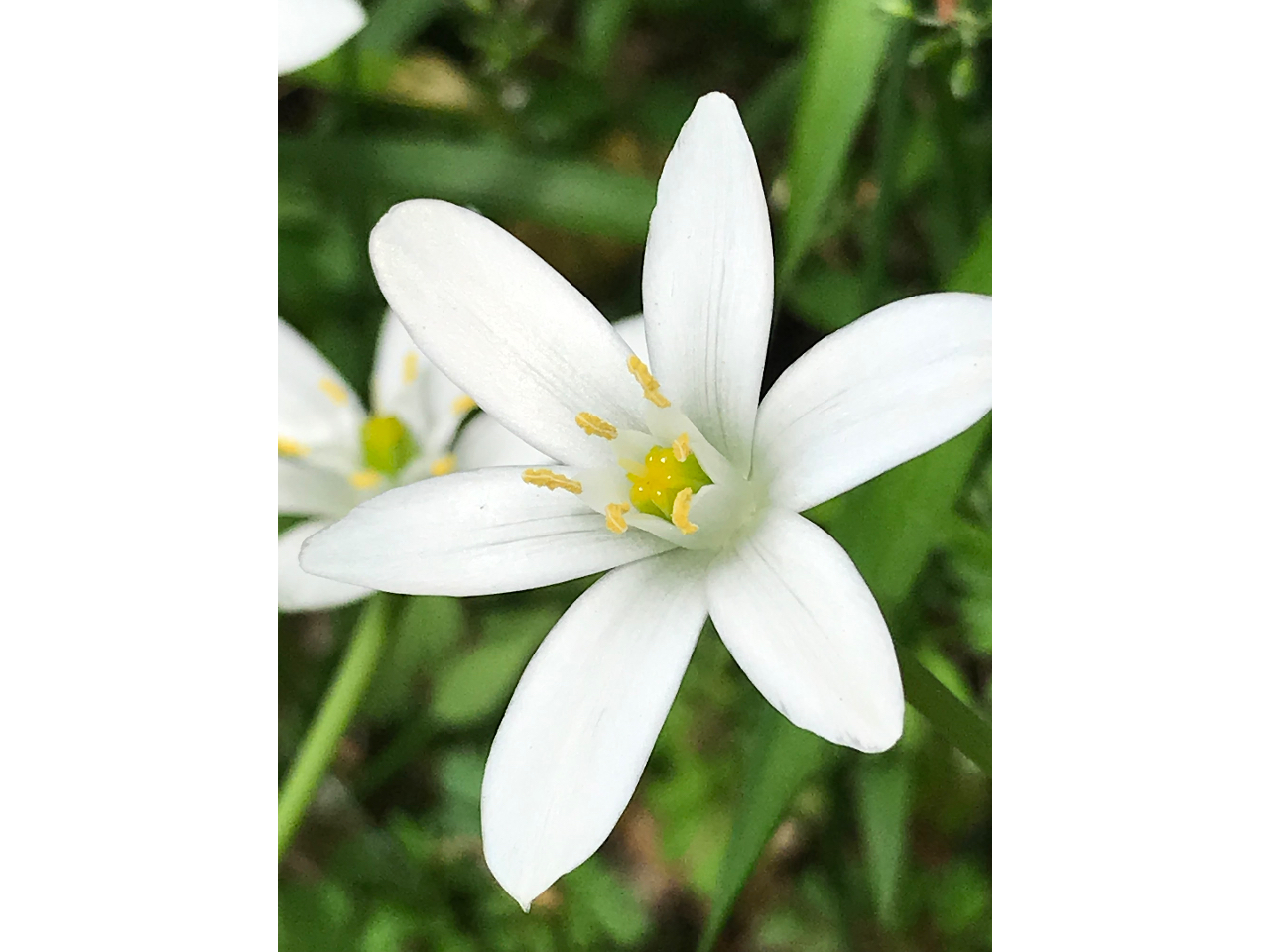 t[GbZX̍ޗɂȂĂ邨Ԃ̈AuX^[IuxcwvłBS̏AgE}܂B